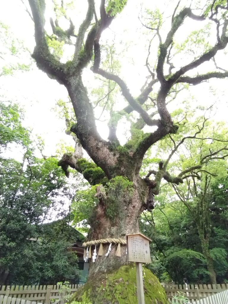 熱田神宮の大楠